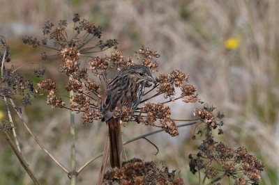 Song Sparrow (Immature)