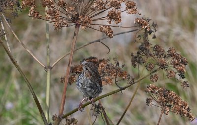 Song Sparrow (Immature)