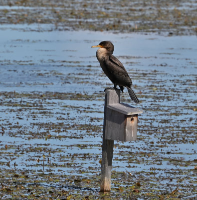 Double-crested Cormorant