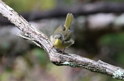 ^Common Yellowthroat Warblers