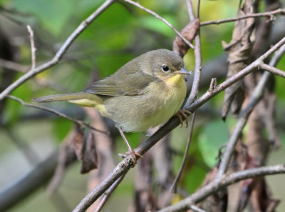 Common Yellowthroat