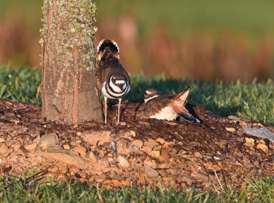 Killdeer Pair