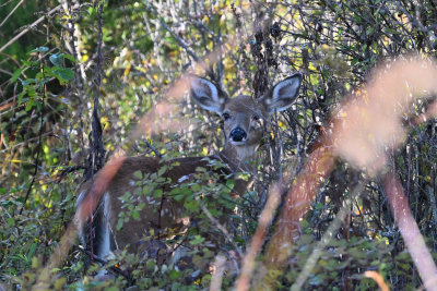 White-tailed Fawn