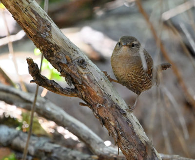 Winter Wren