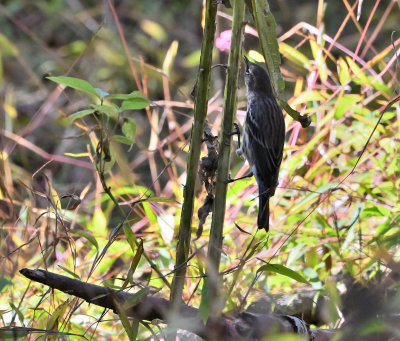 Bay-breasted Warbler