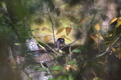 Wood Duck