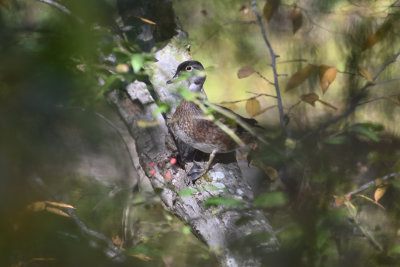 Wood Duck