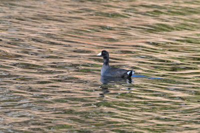 American Coot