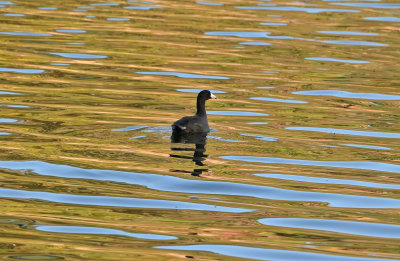 American Coot