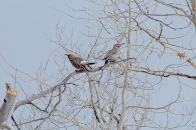 Northern Flickers - Red-shafted Pair