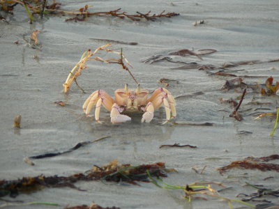 Mr Crab.JPG
