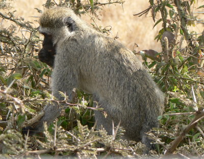 TANZANIA WILDLIFE