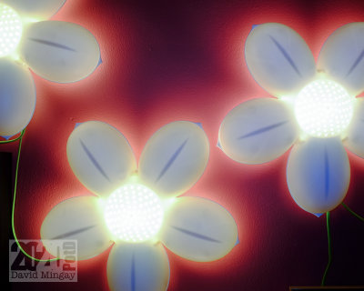 Feb 6: Flower lights