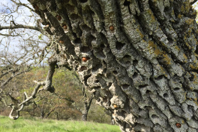 Granary Oak