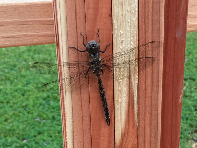 Giant dragonfly