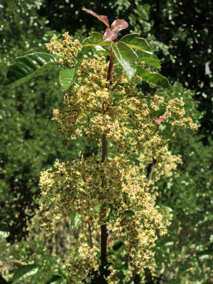 Flowering Poison Oak