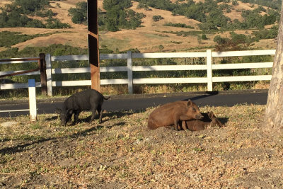 Piglets at the entrance to Joseph Grant park