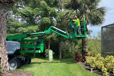Palm tree pruning behind my home