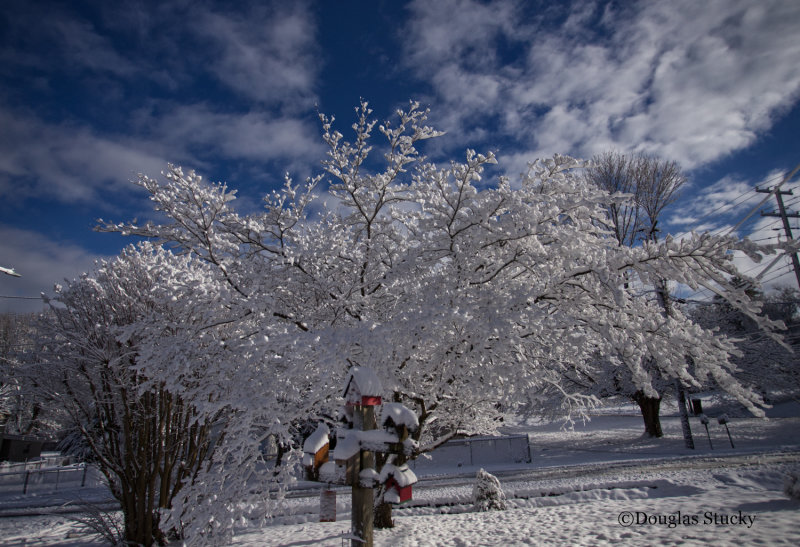 Dogwood in Snow