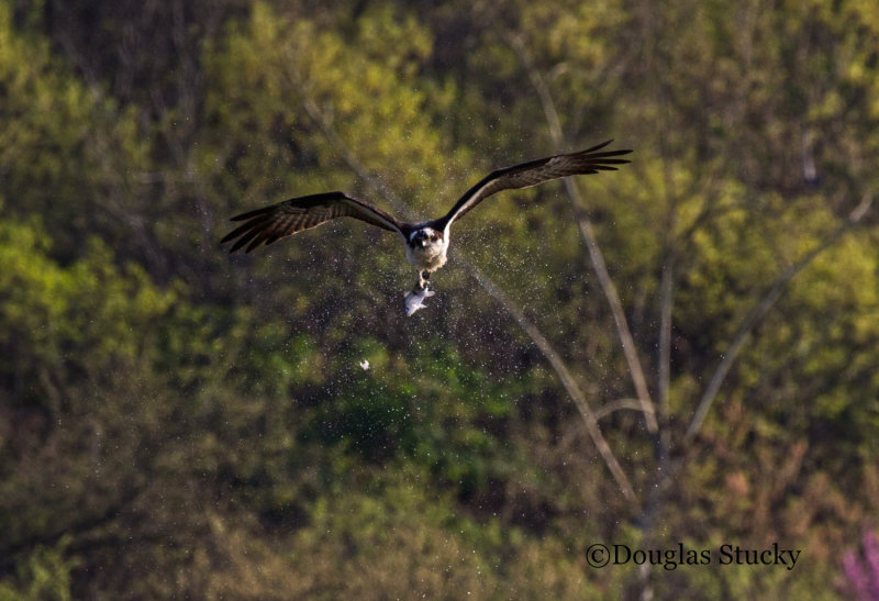 The Osprey Shake