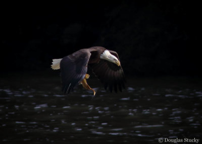 An Eagle With It's Dinner