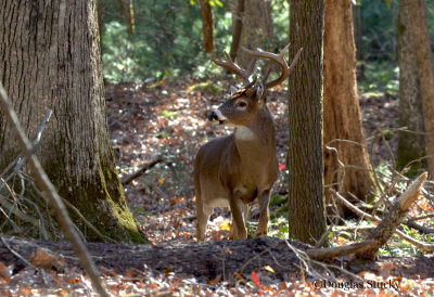 A Buck Scanning the Area