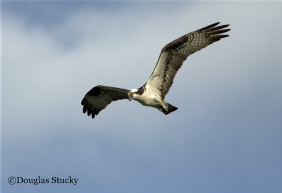 An osprey searching for its next meal. Douglas Lake, Kodak, TN. June 8, 2021