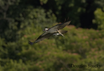 An osprey showing off its catch.