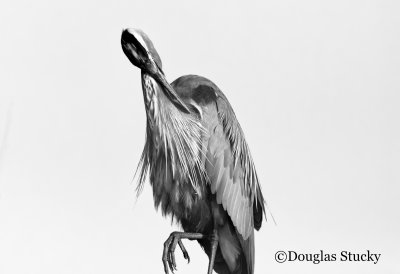 Blue Heron in Black and White