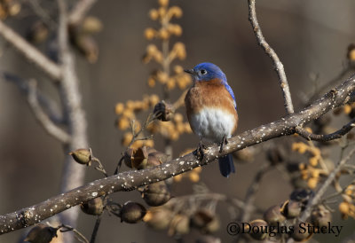 Bluebird, taken in Lenoir City, TN. Jan 4, 2022