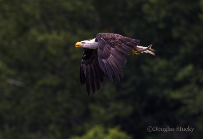 Melton Hill Eagle