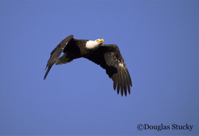 Bald Eage Flyby