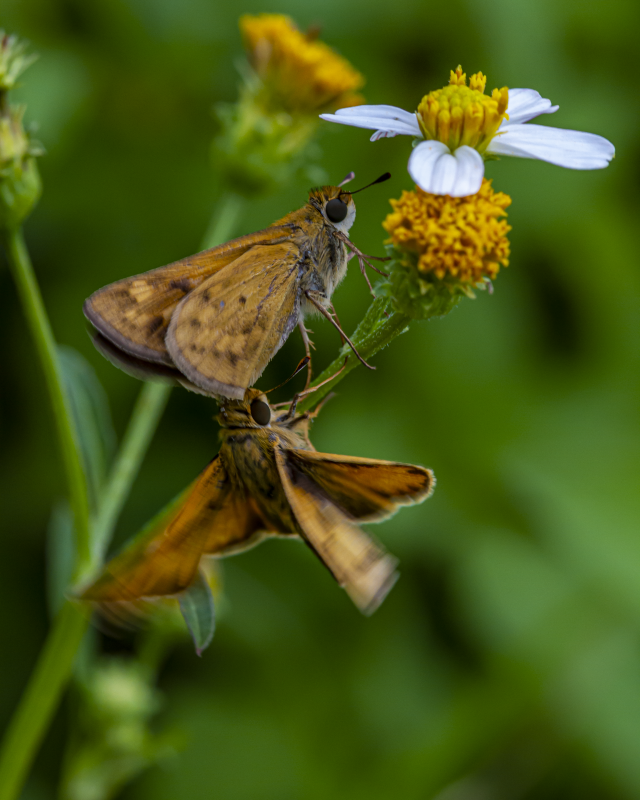 Male Fiery Skipper