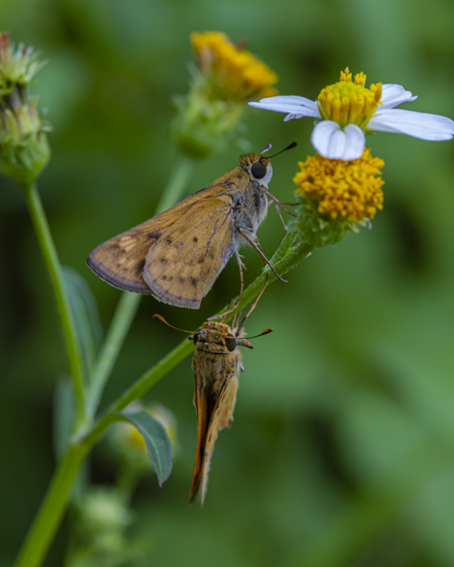 Male Fiery Skippers