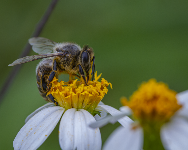 Honey Bee on a Spanish Needles Bloom