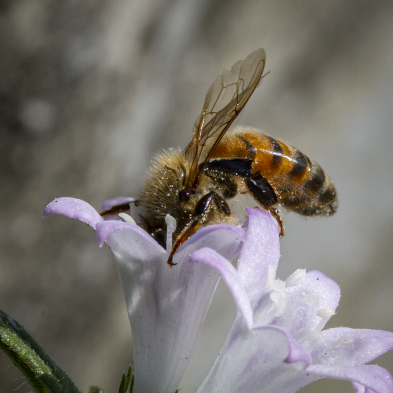 Honey Bee Worker 