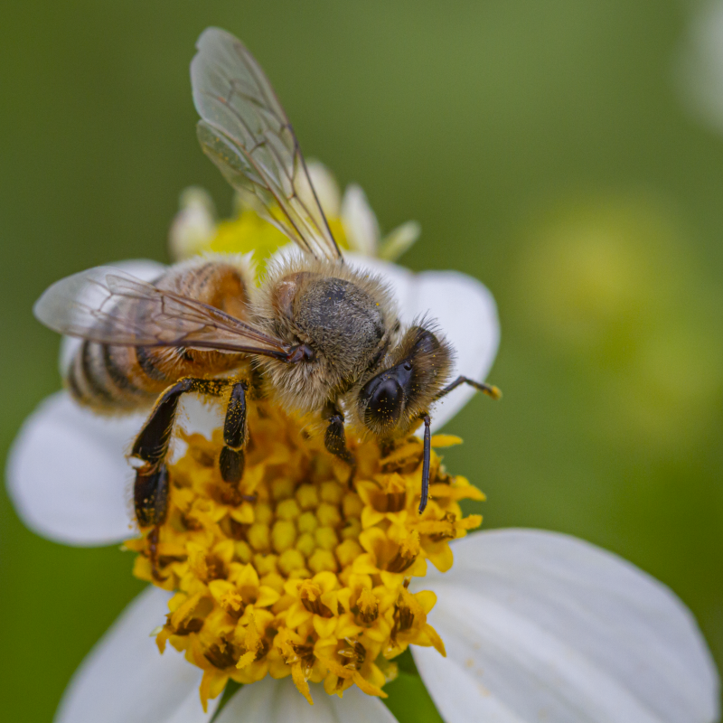 Honey Bee on a Spanish Needles Bloom