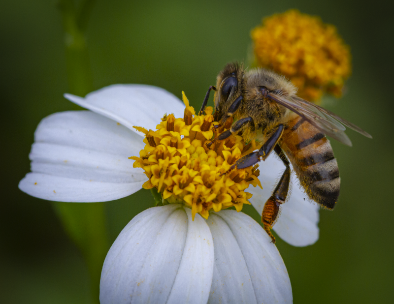 Honey Bee on a Spanish Needles Bloom