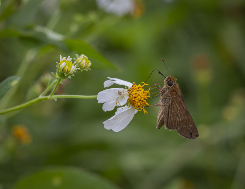 Skipper