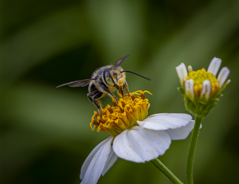 Leaf Cutter Bee