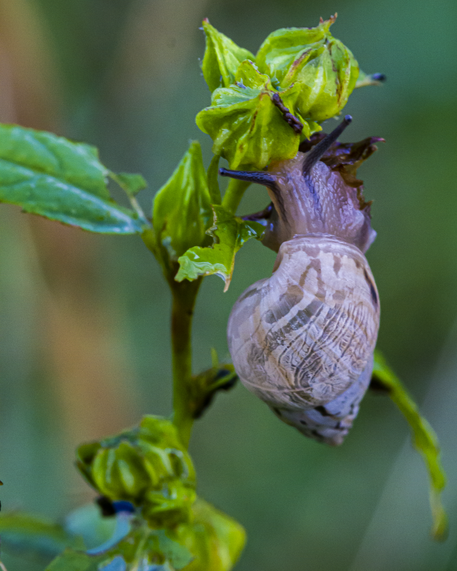 Tree Snail