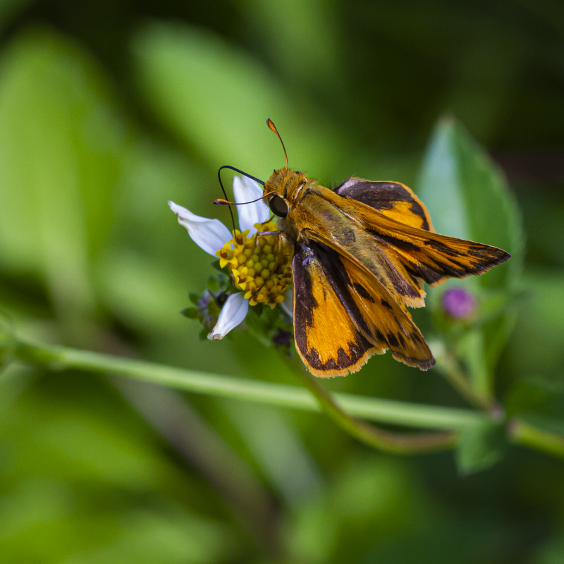 Fiery Skipper on a Spanish Needles Bloom