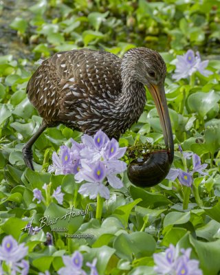 Limpkin in the Flowers