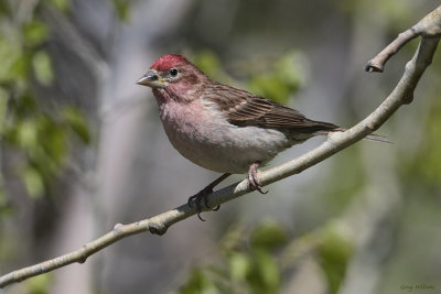 Birds for note cards