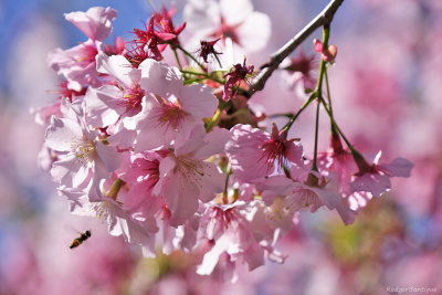 cherry blossoms at the Japanese friendship garden