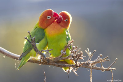 Lovey Dovey birds