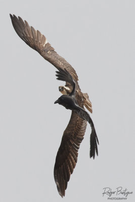 crow continuing to harass young osprey