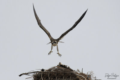 Young Osprey takes off to practice flying