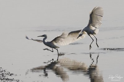 Egret chasing away another Egret