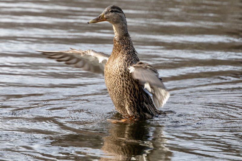 Mallard (f)
